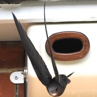 Swift7